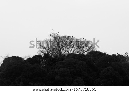 Birds resting on top of a tree