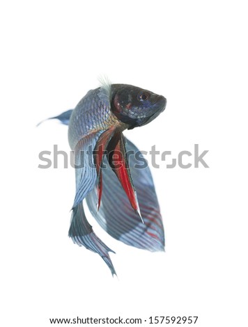 blue betta fish tank with isolated white background