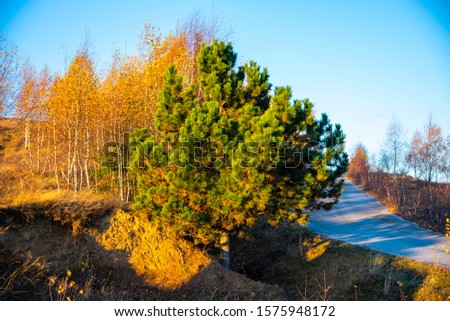 Beautiful birch trees at the sunrise at the end of fall season