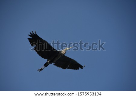 Big grey heron flying above