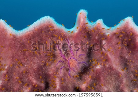 Pink Hairy Squat Lobster on giant barrel sponge