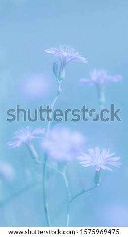 Gorgeous subtle blue background. Scenic nature summer background of small wild meadow flowers at morning. Soft focus blured image at sunny sunrise time. Fresh nature background.