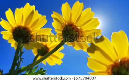 low angle view of yellow flowers