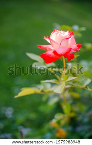 Beautiful fresh roses grow outdoors in the summer for a bouquet