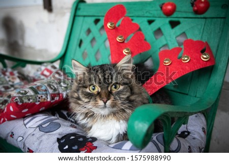Christmas cat with reindeer horns
