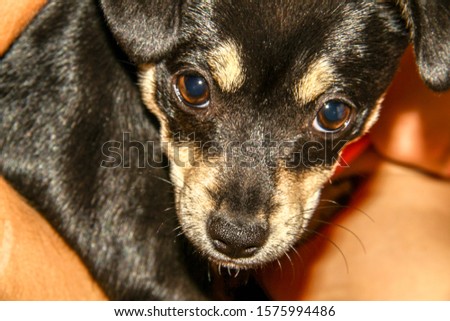 Closeup portrait of a chihuahua breed dog