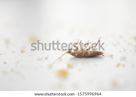 dead cockroach among bread crumbs