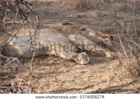 LION AT MADIKWE SOUTH AFRICA