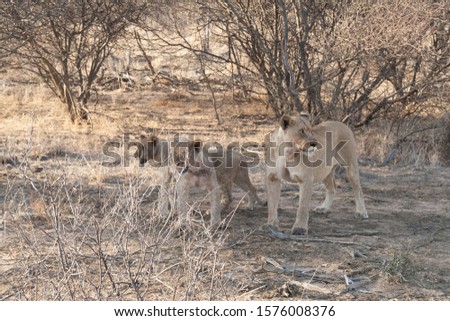 LION AT MADIKWE SOUTH AFRICA