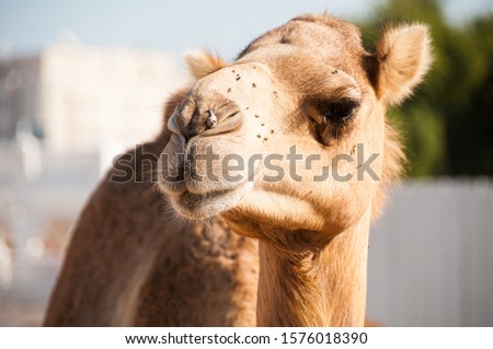 portrait of an camel with nose piercing 