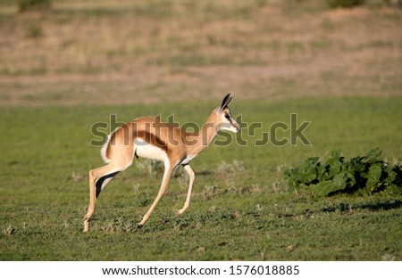 Springbok (Antidorcas marsupialis), Kgalagadi Transfrontier Park in rainy season, Kalhari Desert, South Africa.