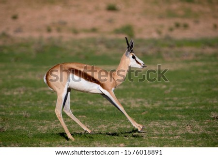 Springbok (Antidorcas marsupialis), Kgalagadi Transfrontier Park in rainy season, Kalhari Desert, South Africa.