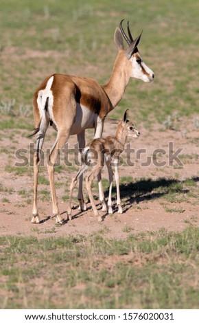 Springbok (Antidorcas marsupialis) - Mother and lamb, Kgalagadi Transfrontier Park in rainy season, Kalhari Desert, South Africa.