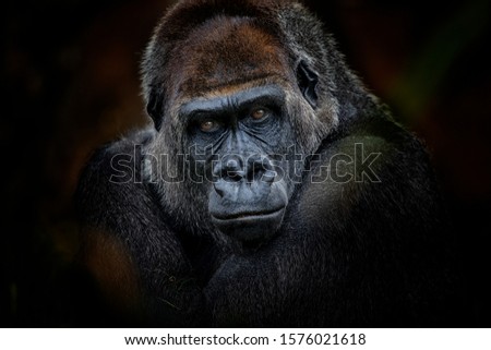 Portrait of gorilla dark background  Royalty-Free Stock Photo #1576021618