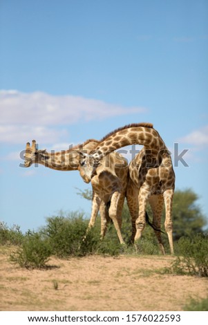 Giraffe (Giraffa giraffa giraffa) - Two males, Kgalagadi Transfrontier Park, Kalahari desert, South Africa.