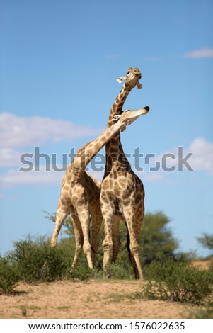 Giraffe (Giraffa giraffa giraffa) - Two males, Kgalagadi Transfrontier Park, Kalahari desert, South Africa.