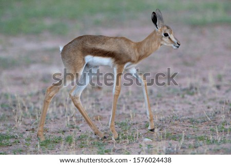 Springbok (Antidorcas marsupialis) - Lamb, jumping, Kgalagadi Transfrontier Park in rainy season, Kalhari Desert, South Africa.