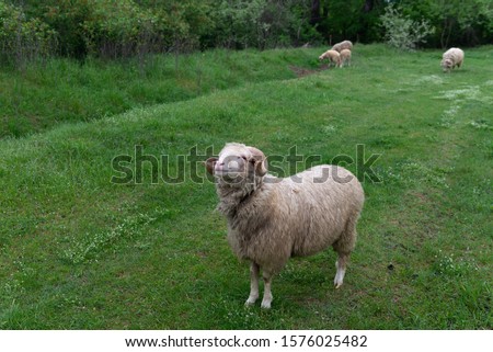 Cheerful friendly ram sheep on a green background