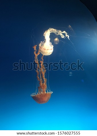 Still frame picture of two jellyfish with blue background.