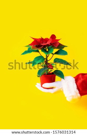 Red plant of poinsettia on yellow background in red vase. Santa Claus hand holds red flower with green leaves.