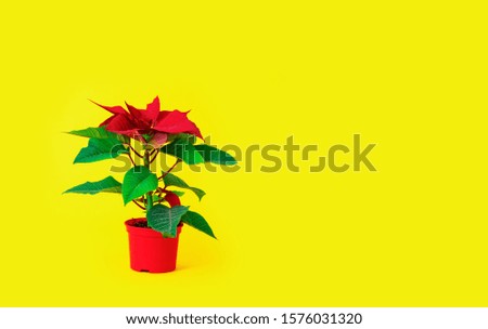 Red plant of poinsettia on yellow background in red vase. Red flower with green leaves us a symbol of holiday.