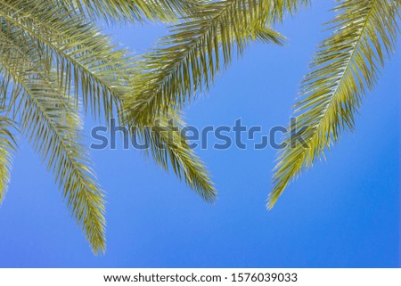 palm leaves tropic natural background wallpaper pattern photography with blue sky background 