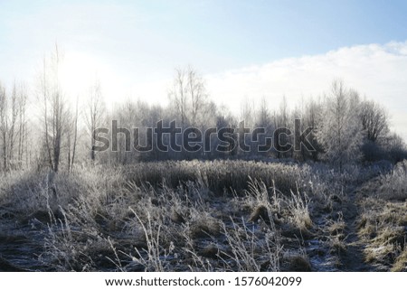 Cold morning snow hill forest