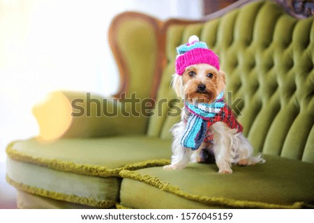 Funny cute puppy in a hat and scarf is sitting on the sofa. Pets. Funny animals. Christmas and New Year