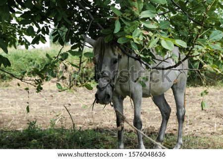 Horse and Tree. A horse tied to an odd looking tree
