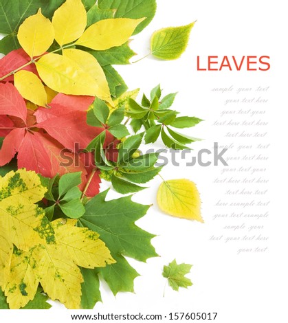 Autumn leaves background isolated on white with sample text