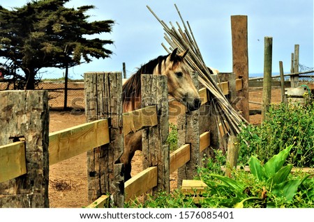 A beautiful shot of a lonely sad horse in a horse stud farm - missing the family