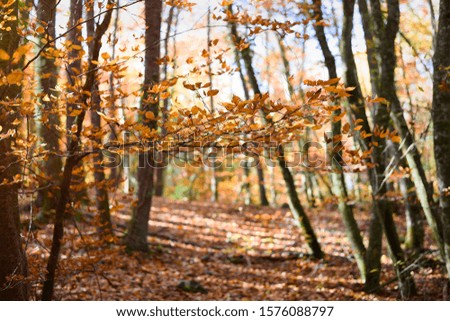 beech in autumn with orange leaves and high trees