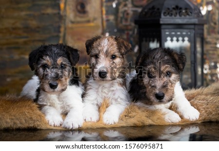Fox Terrier puppy on a yellow-gold background Royalty-Free Stock Photo #1576095871