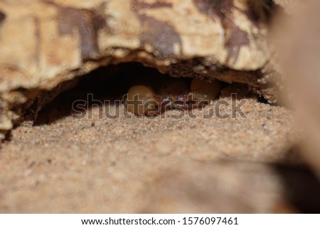 Scorpio maurus/ Large claw scorpion hiding under a piece of cork bark 
