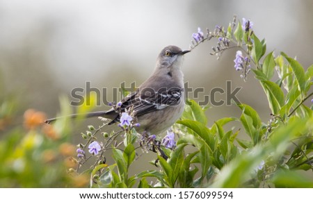 mockingbird perched in flower bush