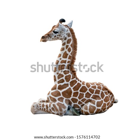 Young Giraffe resting isolated on white background