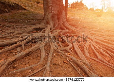 Tree roots in the garden, Nature background concept