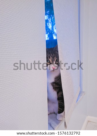 Kitten peeking through the shades on a windowsill