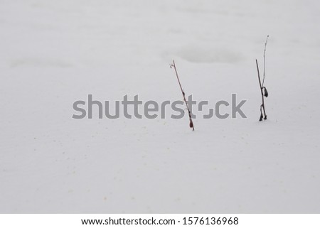The field covered by snow