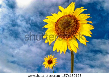 Two saturated sunflowers against blue sky with clouds. One close up and one in the distance