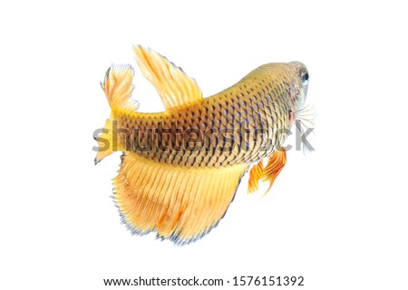Betta fish, siamese fighting fish, betta splendens isolated on white background