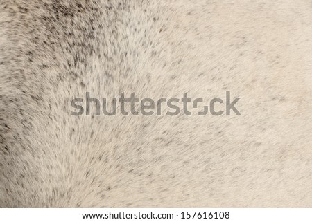 Texture of gray fur from a short hair horse