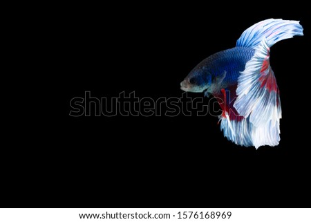Close-up moment fish betta halfmoon blue red stripes black background scenes