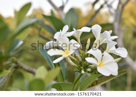 White frangipani tropical flower, plumeria flower blooming on tree, spa flower