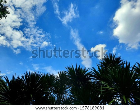 The image of beautiful blue sky with clouds shot from the ground to top of the trees.