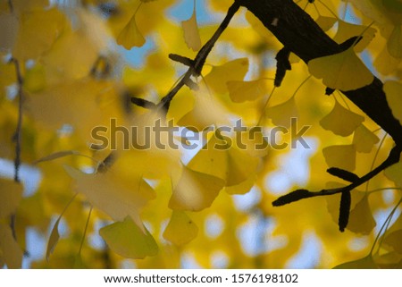 Yellow-colored ginkgo Autumn leaf. Selective focus leaf and soft focus.