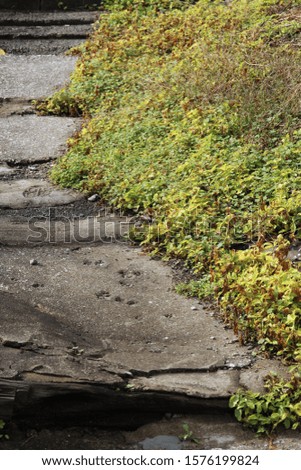 Gray concrete stone steps and autumn discolored grass