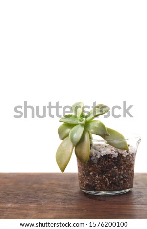 small succulent plant echeveria in a glass pot. planting at home