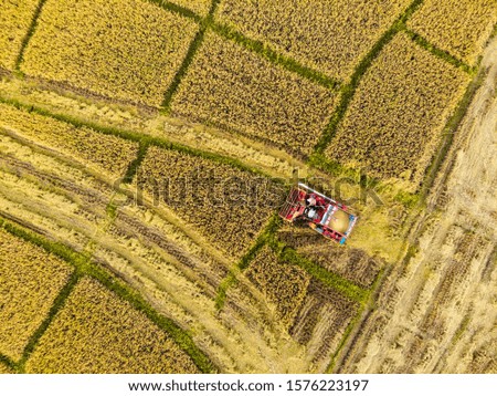 Rice farm on harvesting season by farmer with combine harvesters. And tractor on Rice field plantation pattern. photo by drone from bird eye view in countryside.