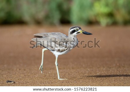 Closeup adult Great stone-curlew or great thick-knee, low angle view, side shot, in the morning foraging and walking on the coastline in Laem Phak Bia, lower central of Thailand.